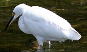 Aigrette neigeuse