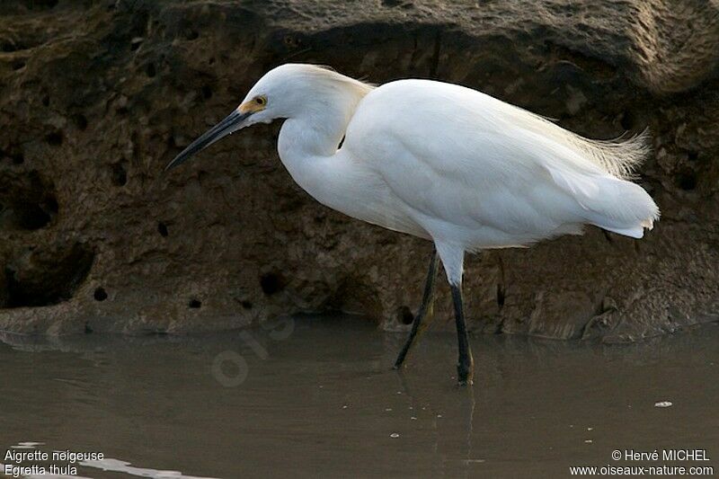 Snowy Egret, identification