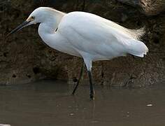 Snowy Egret