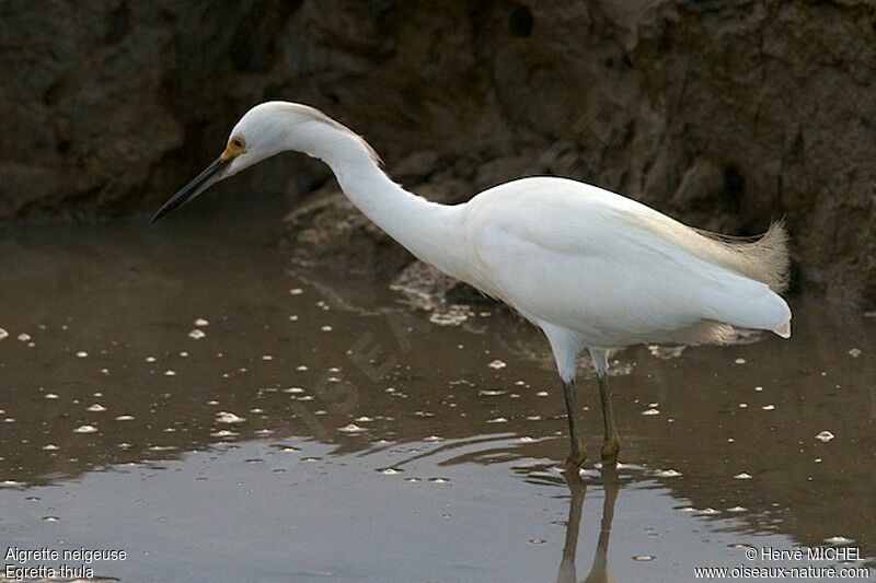 Aigrette neigeuse, identification