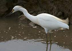 Snowy Egret