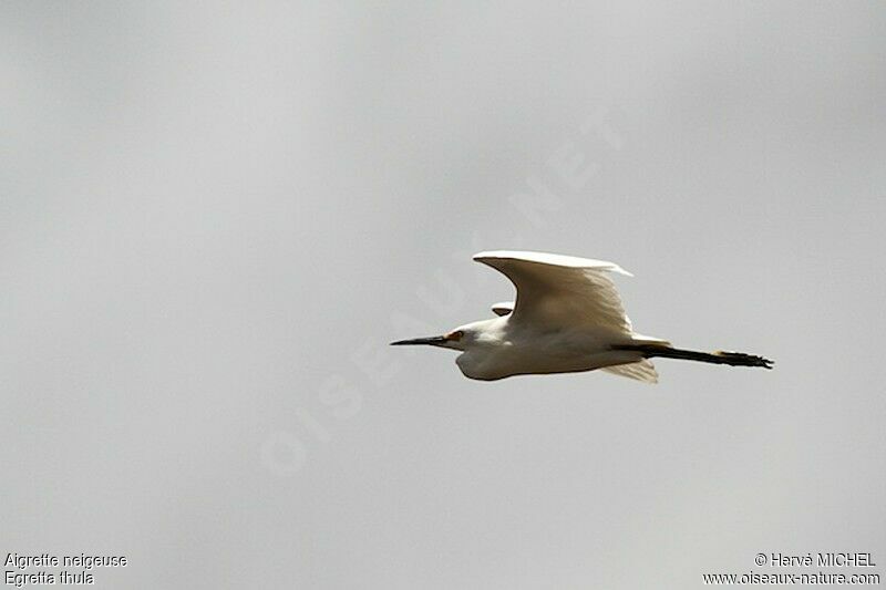 Aigrette neigeuse, Vol