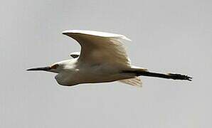 Aigrette neigeuse