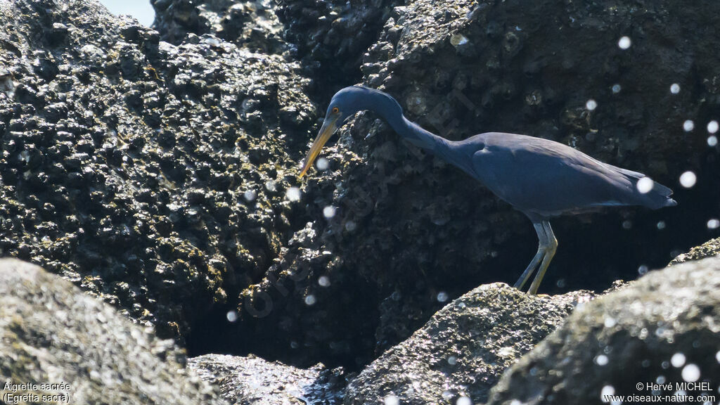 Pacific Reef Heron
