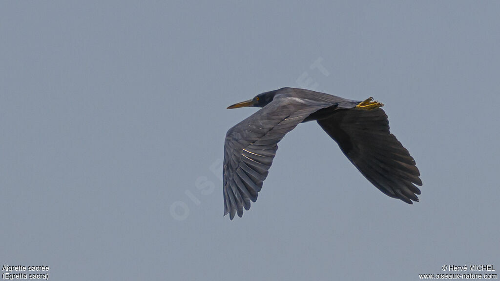 Pacific Reef Heron