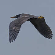 Pacific Reef Heron