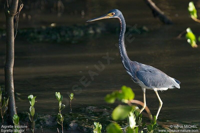 Aigrette tricoloreadulte, identification