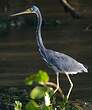 Aigrette tricolore