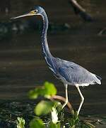 Aigrette tricolore