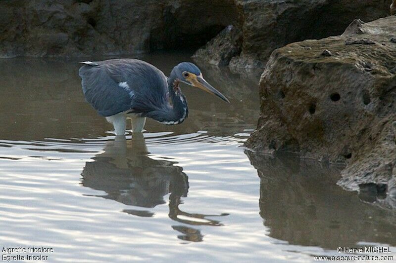 Tricolored Heronadult, identification