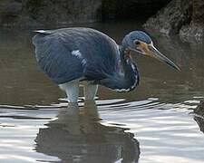 Aigrette tricolore