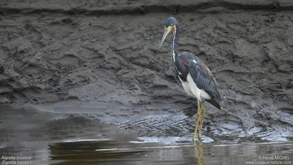 Tricolored Heron