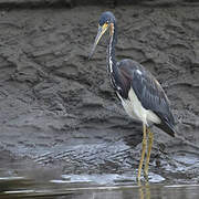 Tricolored Heron