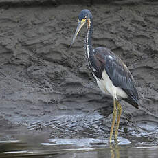 Aigrette tricolore