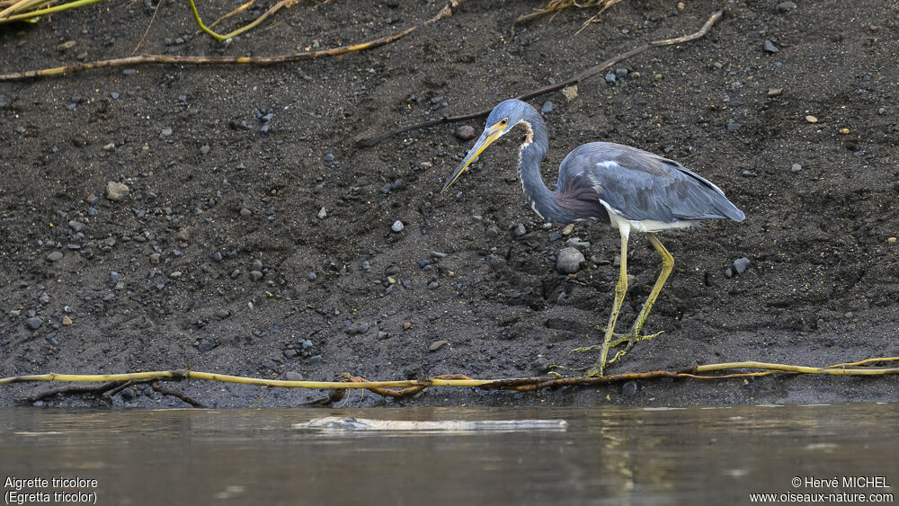 Tricolored Heron
