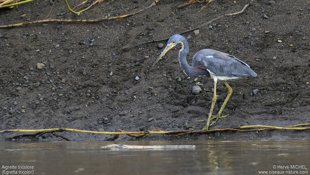 Tricolored Heron