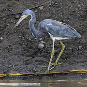 Aigrette tricolore