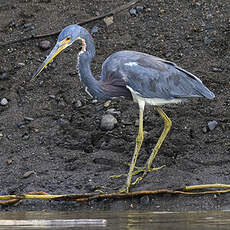 Aigrette tricolore