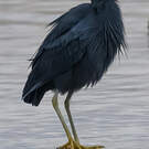 Aigrette vineuse