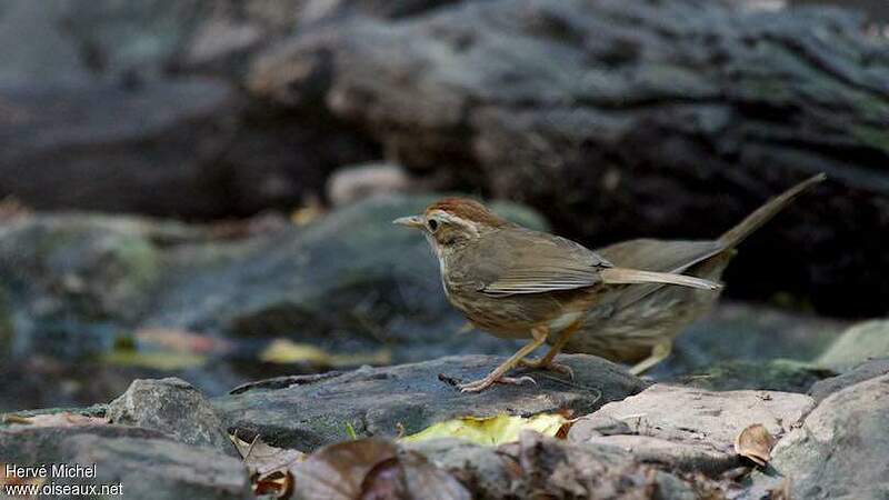 Akalat à poitrine tachetée hemi196205