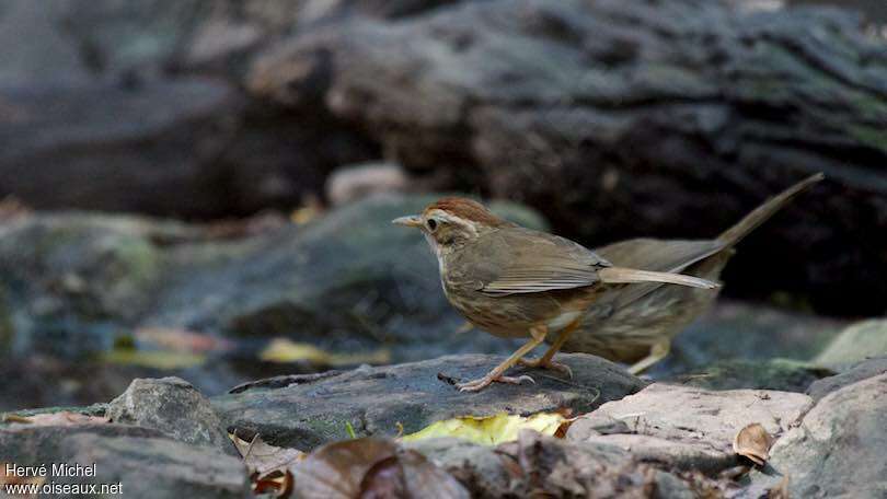 Puff-throated Babbler, habitat, Behaviour