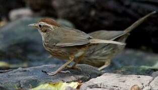 Puff-throated Babbler