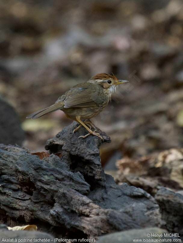 Puff-throated Babbler