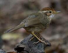 Puff-throated Babbler