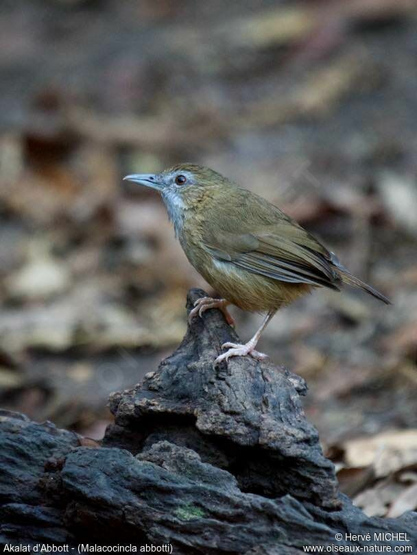 Abbott's Babbler