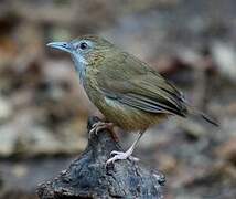 Abbott's Babbler