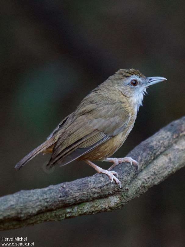 Akalat d'Abbottadulte, identification