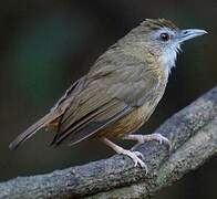 Abbott's Babbler