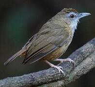 Abbott's Babbler