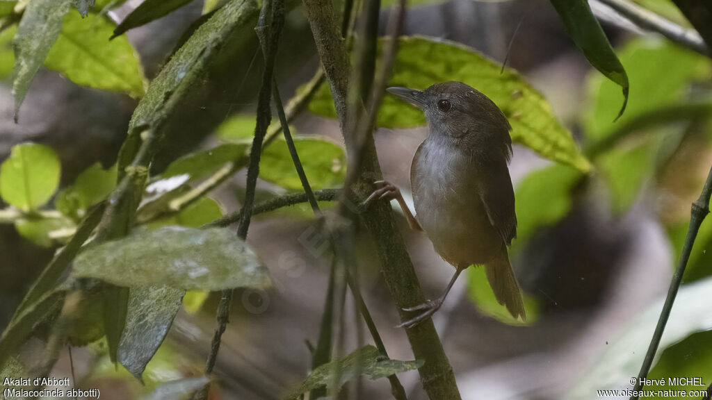 Abbott's Babbler