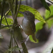 Abbott's Babbler