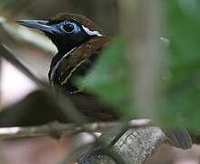 Ferruginous-backed Antbird