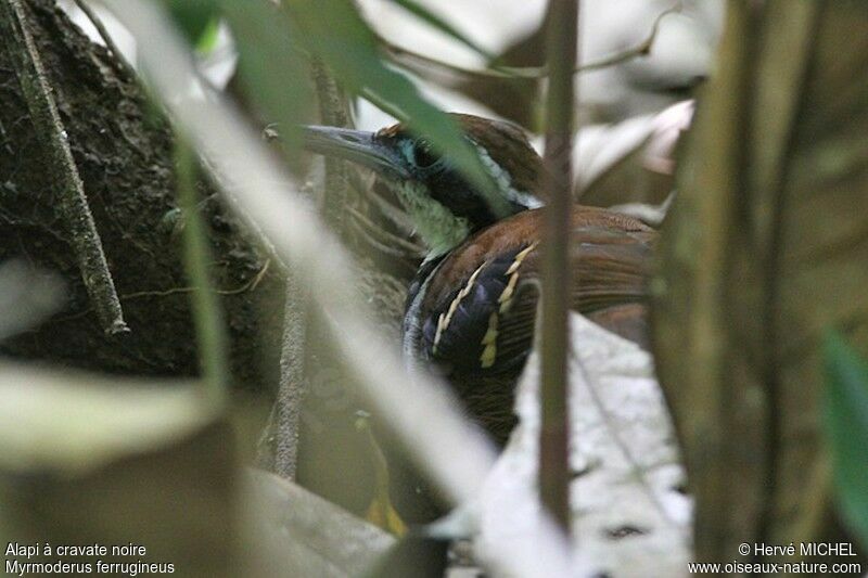 Ferruginous-backed Antbird female adult, identification