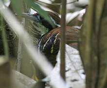 Ferruginous-backed Antbird