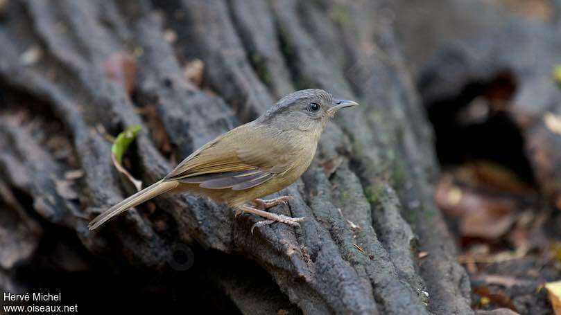 Brown-cheeked Fulvetta, habitat