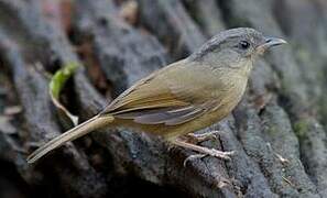 Brown-cheeked Fulvetta