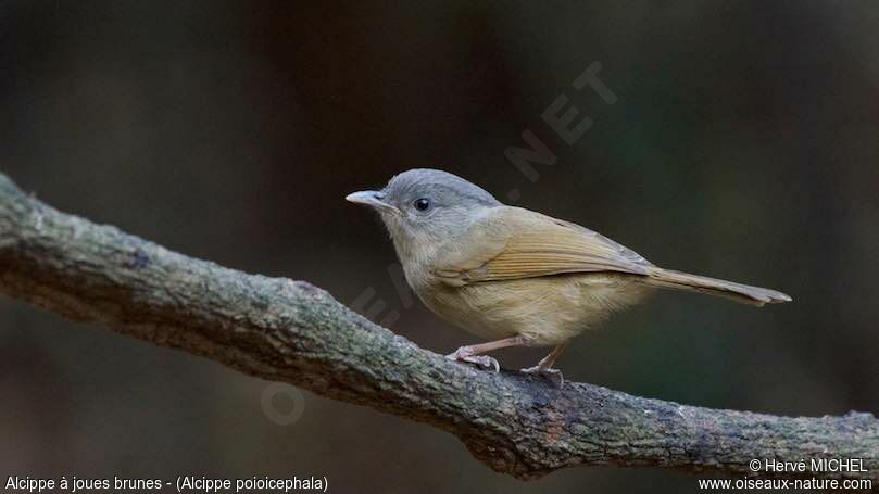 Brown-cheeked Fulvetta