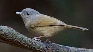 Brown-cheeked Fulvetta