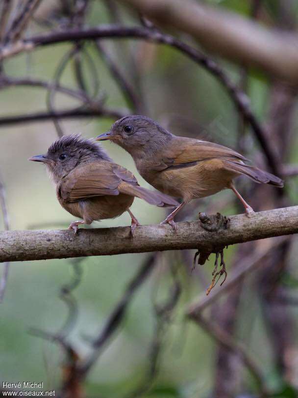 Brown-cheeked Fulvettaadult, Behaviour