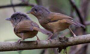 Brown-cheeked Fulvetta