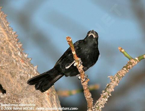 White-billed Buffalo Weaver