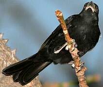 White-billed Buffalo Weaver