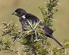 Red-billed Buffalo Weaver