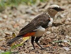 White-headed Buffalo Weaver