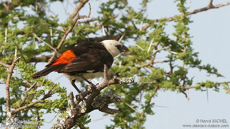 White-headed Buffalo Weaveradult