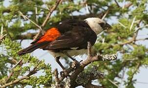 White-headed Buffalo Weaver